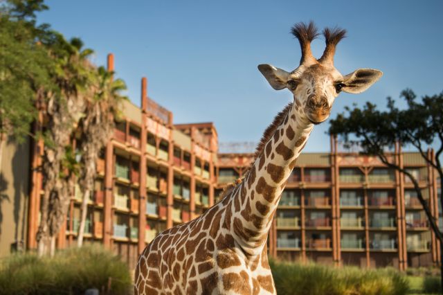 Disney’s Animal Kingdom Lodge