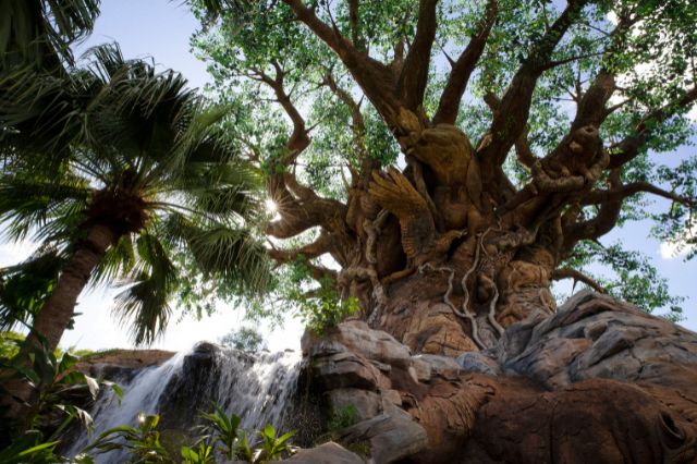 Tree of Life
