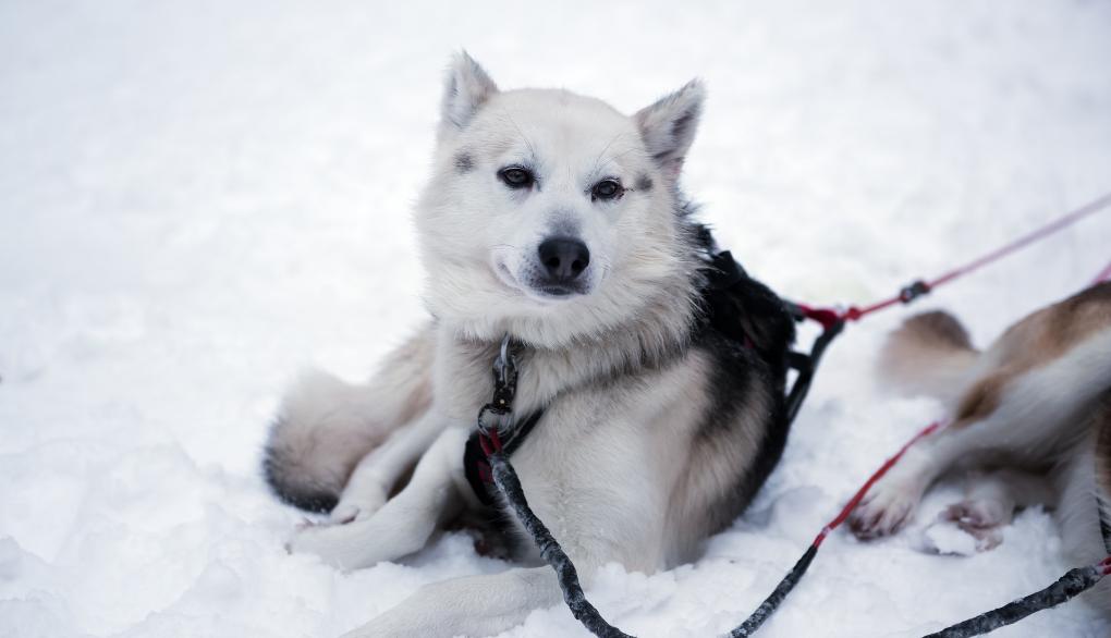 冬の犬ぞりの犬