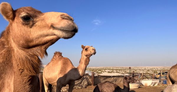サウジアラビア・らくだ